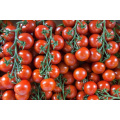 Precio 36-38% / 30-32% / 28-30% pasta de tomate en tambor